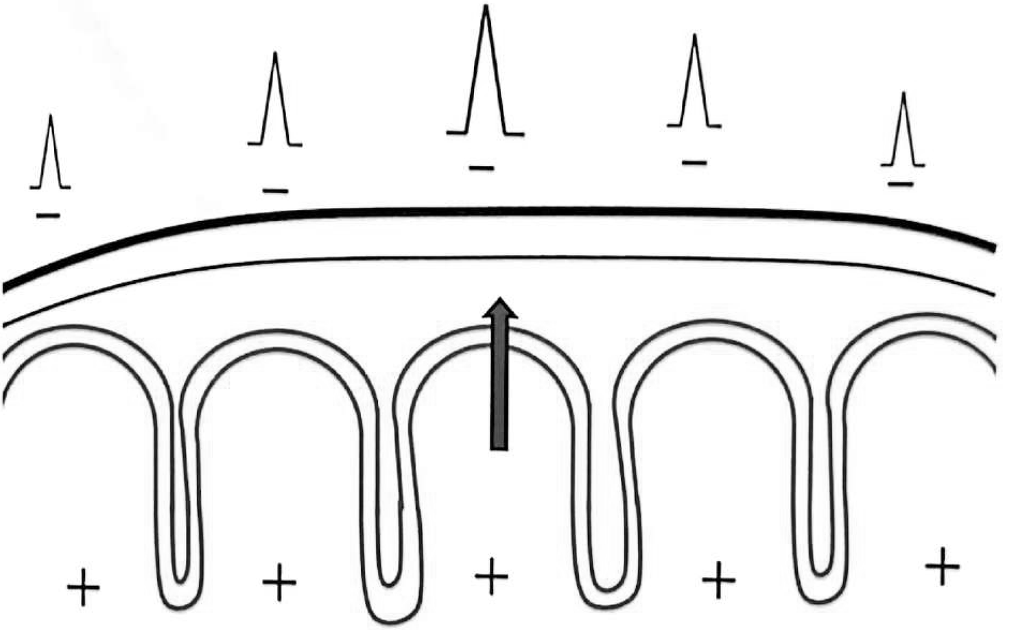 Figure 11.2 A · Schematic model of a radially oriented dipole and the scalp potential field it generates.